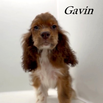 puppy, for, sale, Cocker Spaniel, Joe & Cherri  Overlease, dog, breeder, Miller, MO, dog-breeder, puppy-for-sale, forsale, nearby, find, puppyfind, locator, puppylocator, aca